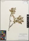 Foto von Salix glauca L.